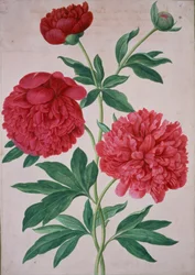 Pæoner, tallerken 46 fra Nassau Florilegium